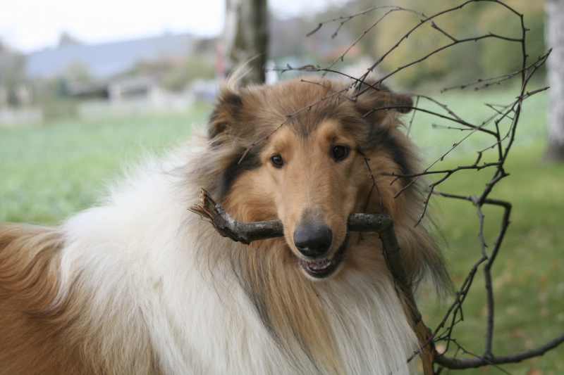 Remontehof`s Agent Shepherd