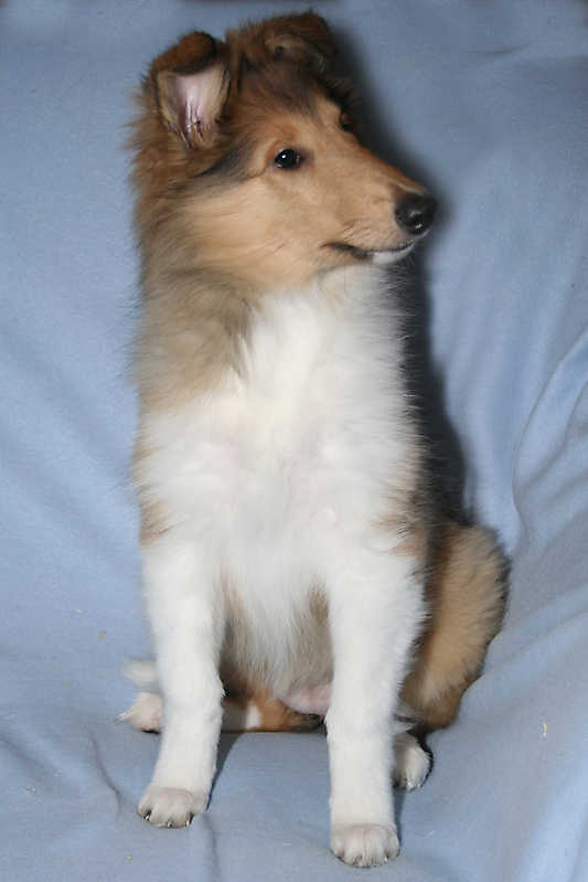 Remontehofs Annie-Bell_2