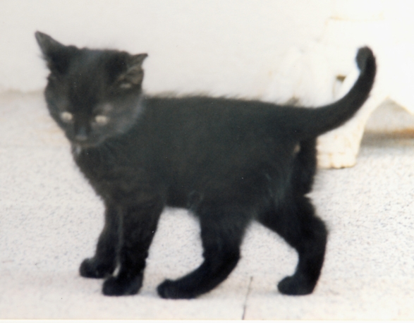 Puma_2