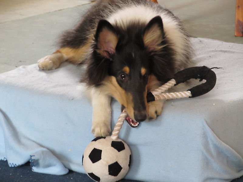 Remontehofs Aischa_2