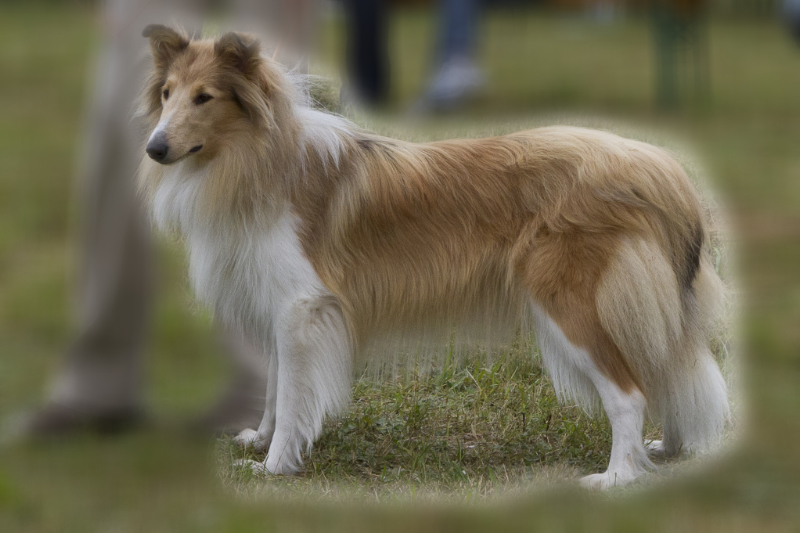 Remontehof´s Abbie-AlbaJG_UPLOAD_IMAGENAME_SEPARATOR1